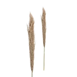 Casa Viva Rama de flor seca pampa 150cm Clearance