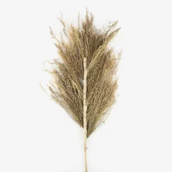 Casa Viva Rama flor seca espiga 150cm Discount